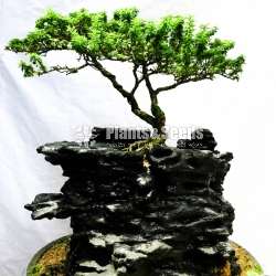 Bluebell Bonsai