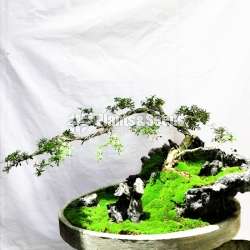 Bluebell Bonsai