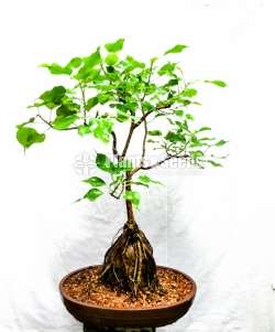 Nuga (Boo) Tree Bonsai