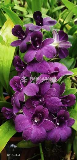 Dendrobium TG Blue Orchid