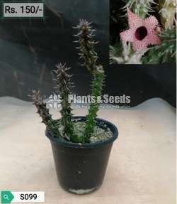 Cactus and Succulent Plants