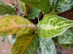 Aglaonema Outdoor Plants