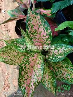 Aglaonema Outdoor Plants