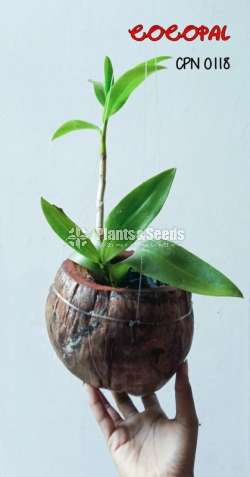 Dendrobium Lucian Pink in Coconut Husk Pot