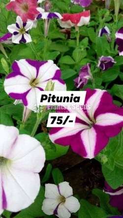 Petunia 