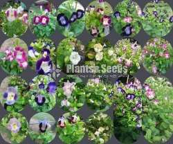 Torenia Seeds