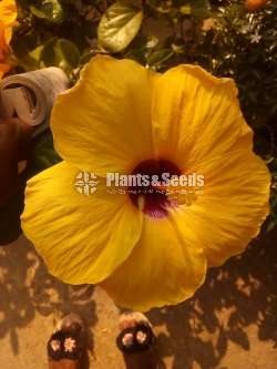 Hibiscus (වද මල් )