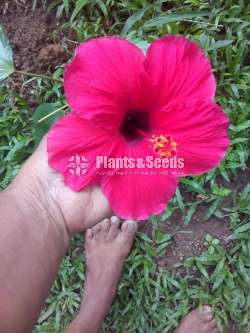 Hibiscus (වද මල් )