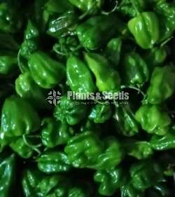 Ni Miris Plants (Scotch bonnet)