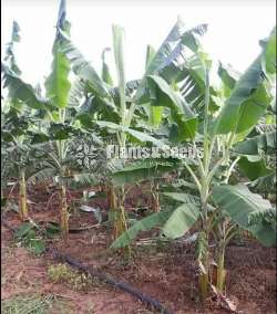 Kolikuttu Banana Plant(Tissue Culture)