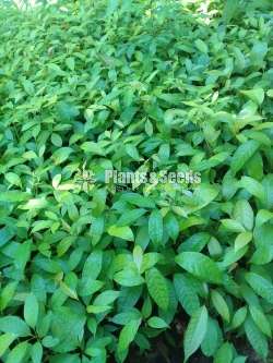 (Mahogany Plants) මහෝගනී පැල 