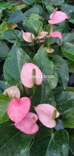 Lady Jane Anthurium