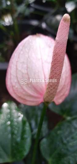 Lady Jane Anthurium