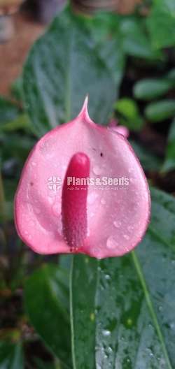 Lady Jane Anthurium