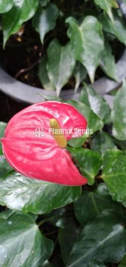 Anthurium Red Champion