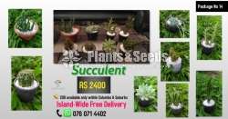 Succlent Plants -2