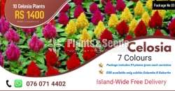 Celosia Plants Package (සෙලොසියා )