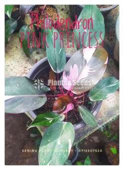 Philodendron Outdoor Plants