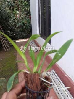 Dendrobium Orchid (White)