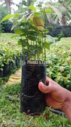 Cinnamon Plants (කුරුදු )