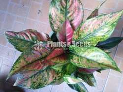 Aglaonema Plants Collection