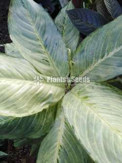 Aglaonema Plants Collection