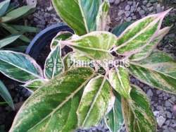 Aglaonema Plants Collection