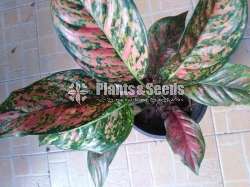 Aglaonema Plants Collection