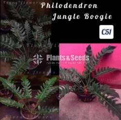 Philodendron Jungle Boogie