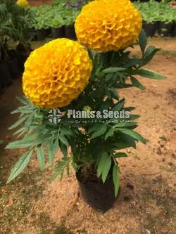 Marigold Plant (With Flowers)