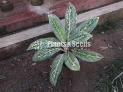 Aglaonema Plants Collection