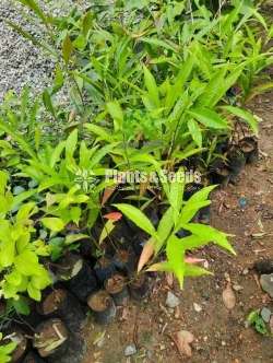 Nil Weralu Plants (නිල් වෙරළු) 