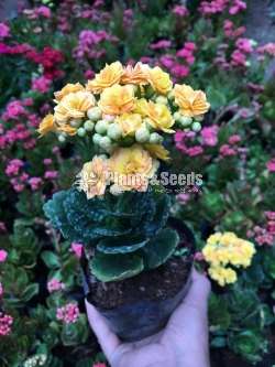 Kalanchoe(Kalanchi)