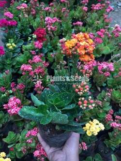 Kalanchoe(Kalanchi)