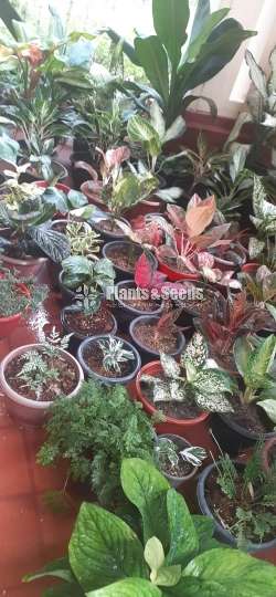 Anglonima Outdoor Plants