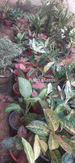 Anglonima Outdoor Plants