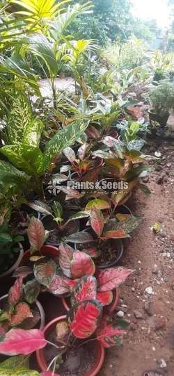 Anglonima Outdoor Plants