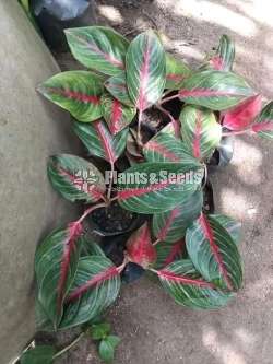 Aglaonema Plants Collection