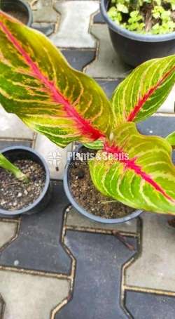 Aglaonema Plants Collection