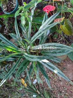 Aglaonema Plants Collection