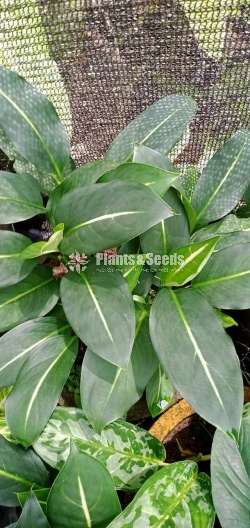 Aglaonema Plants Collection