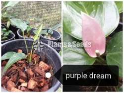 Lady Jane Anthurium Package