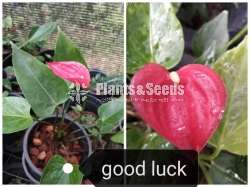 Lady Jane Anthurium Package