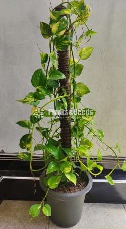 Pothos Collection