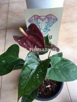 Black love Anthurium 