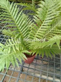 Fern Collection 2