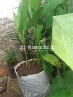 UV Grow Bags (කහ වගාව සඳහාම)