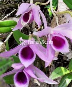 Wesak orchid 