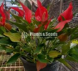 Anthurium -Million Flower