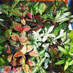 Aglaonema  Plants